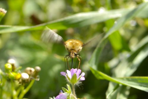 Réf. 340 355 : Bombyliini inconnu